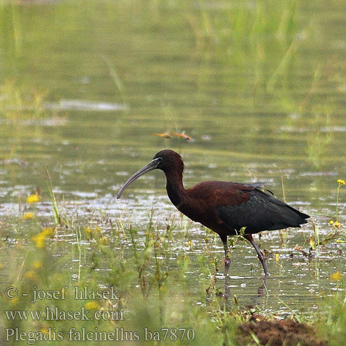 Glossy Ibis Sichler falcinelle Morito Común Ibis hnědý Sort Zwarte Ibis Pronssi-iibis Mignattaio Bronseibis Svart ibis Каравайка Ibis kasztanowaty Batla hnedý Ratanj ibis Brūnais ibiss 彩 Каравайка ブロンズトキ أبو منجل الأسود Χαλκόκοτα Íbis-preta Коровайка Glansibis Çeltikçi מגלן חום Plegadis falcinellus