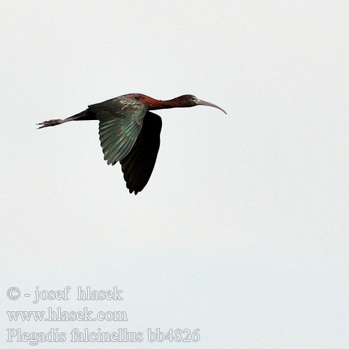 Morito Común Ibis hnědý Sort Zwarte Ibis Pronssi-iibis Mignattaio Bronseibis Svart ibis Каравайка Ibis kasztanowaty Batla hnedý Ratanj ibis Brūnais ibiss 彩 Каравайка ブロンズトキ أبو منجل الأسود Χαλκόκοτα Íbis-preta Коровайка Glansibis Çeltikçi מגלן חום Plegadis falcinellus Glossy Ibis Sichler falcinelle