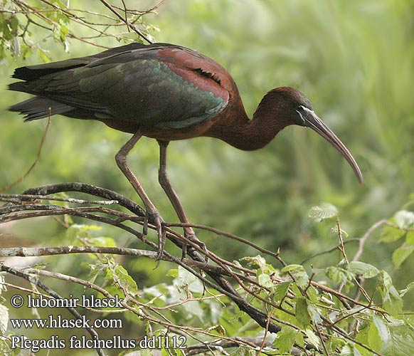 Íbis-preta Коровайка Glansibis Çeltikçi מגלן חום Plegadis falcinellus Glossy Ibis Sichler falcinelle Morito Común Ibis hnědý Sort Zwarte Ibis Pronssi-iibis Mignattaio Bronseibis Svart ibis Каравайка Ibis kasztanowaty Batla hnedý Ratanj ibis Brūnais ibiss 彩 Каравайка ブロンズトキ أبو منجل الأسود Χαλκόκοτα