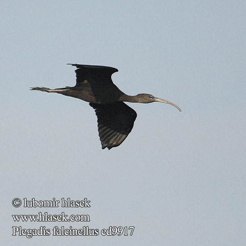 Zwarte Ibis Pronssi-iibis Mignattaio Bronseibis Svart ibis Каравайка Ibis kasztanowaty Batla hnedý Ratanj ibis Brūnais ibiss 彩 Каравайка ブロンズトキ أبو منجل الأسود Χαλκόκοτα Íbis-preta Коровайка Glansibis Çeltikçi מגלן חום Plegadis falcinellus Glossy Ibis Sichler falcinelle Morito Común Ibis hnědý Sort