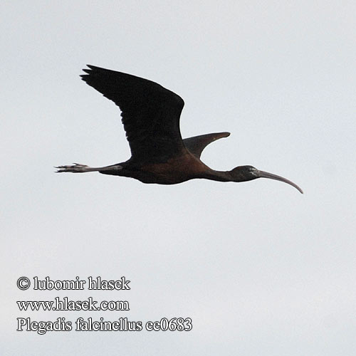 Mignattaio Bronseibis Svart ibis Каравайка Ibis kasztanowaty Batla hnedý Ratanj ibis Brūnais ibiss 彩 Каравайка ブロンズトキ أبو منجل الأسود Χαλκόκοτα Íbis-preta Коровайка Glansibis Çeltikçi מגלן חום Plegadis falcinellus Glossy Ibis Sichler falcinelle Morito Común Ibis hnědý Sort Zwarte Ibis Pronssi-iibis