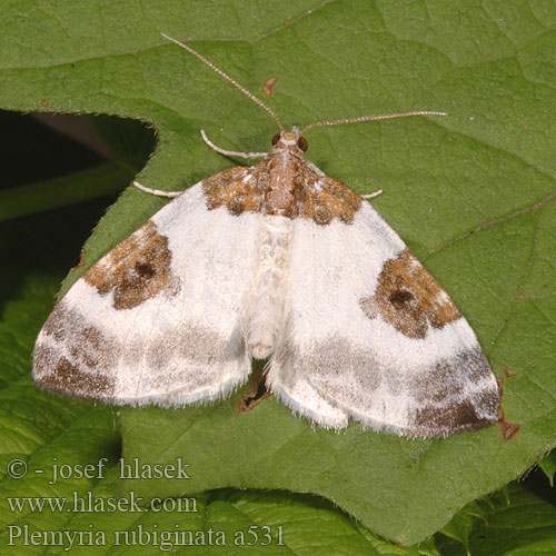 Blue-bordered Carpet Piadivka dvojfarebná Cidarie bicolore