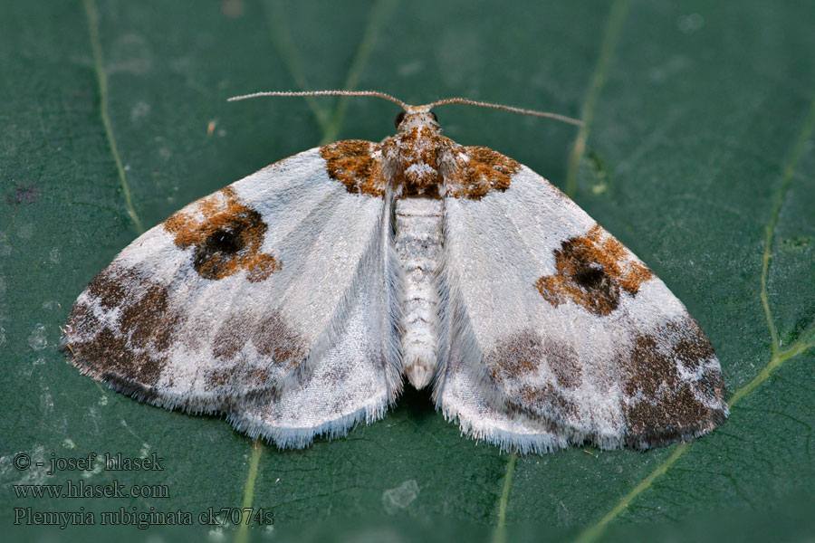 Plemyria rubiginata