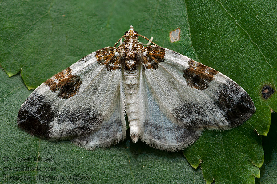 Plemyria rubiginata