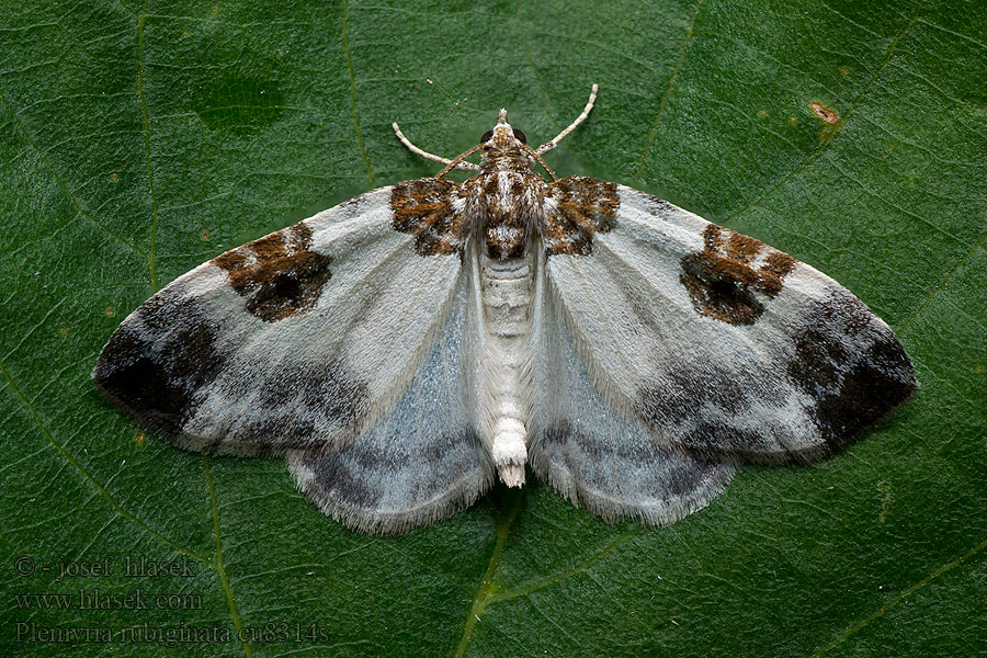 Plemyria rubiginata