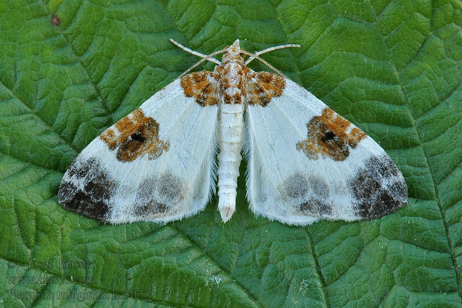 Kaksivärimittari Rubinmåler Plemyria rubiginata