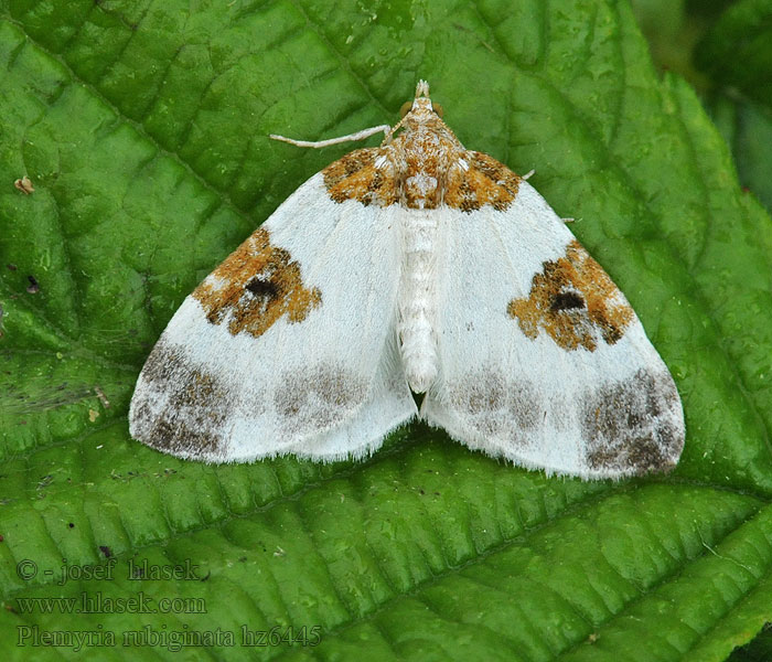 Píďalka dvoubarvá Plemyria rubiginata