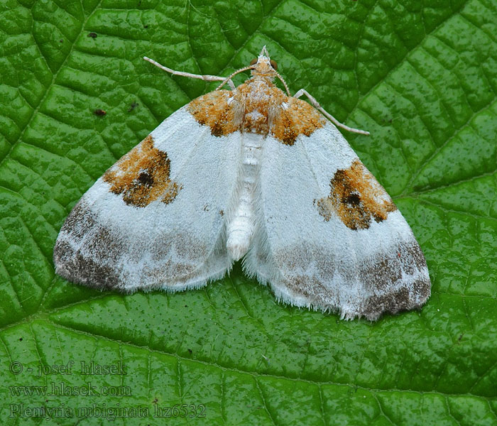 Milchweißer Blattspanner Plemyria rubiginata