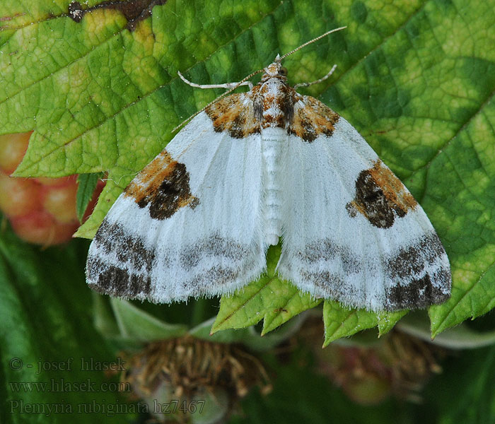 Blue-bordered Carpet Piadivka dvojfarebná Plemyria rubiginata