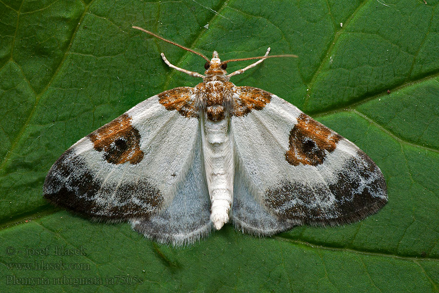 Plemyria rubiginata