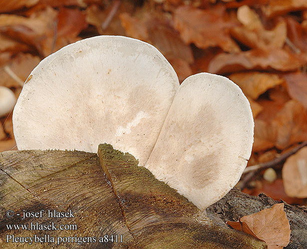 Pleurocybella porrigens a8411 DK: Kridthat FI: Korvavinokas FR: Pleurote étalé DE: Ohrförmiger Seitling PL: Żagiew łuskowata SK: Hlivec biely CZ: hlíva ušatá SE: öronmussling SYN: Pleurotus Agaricus salignus columbrinus columbinus revolutus NO: krittostersopp