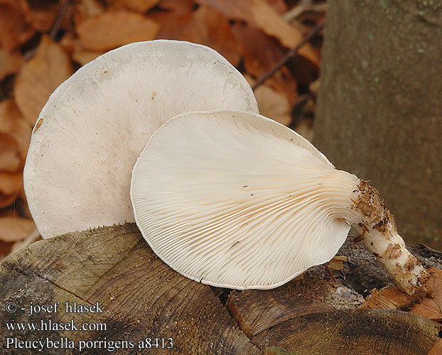 Pleurocybella porrigens a8413 DK: Kridthat FI: Korvavinokas FR: Pleurote étalé DE: Ohrförmiger Seitling PL: Żagiew łuskowata SK: Hlivec biely CZ: hlíva ušatá SE: öronmussling SYN: Pleurotus Agaricus salignus columbrinus columbinus revolutus NO: krittostersopp