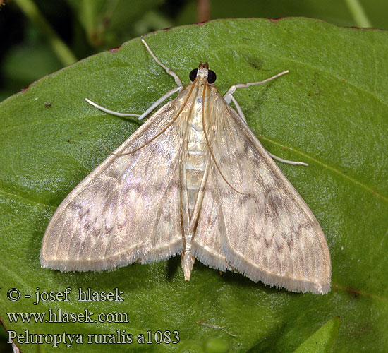 Pleuroptya ruralis Mother Pearl Pyrale houblon Gewone Netelmot