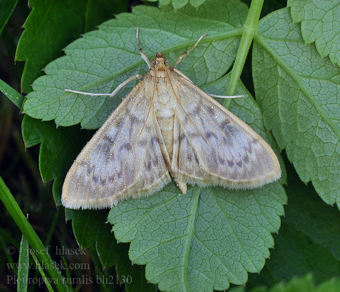 Pleuroptya ruralis Mother Pearl Pyrale houblon