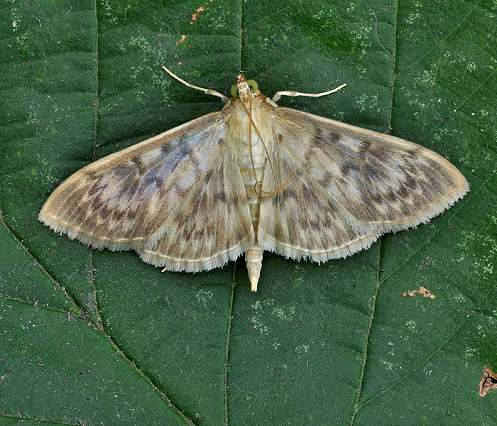 Pleuroptya ruralis Gewone Netelmot Áttetsző csalánmoly