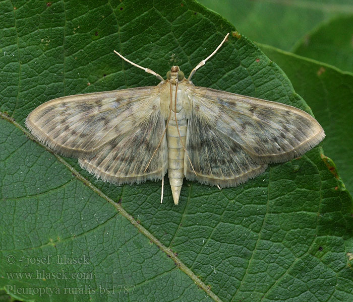 Pleuroptya ruralis Nesselzünsler Boczanka brązowianka