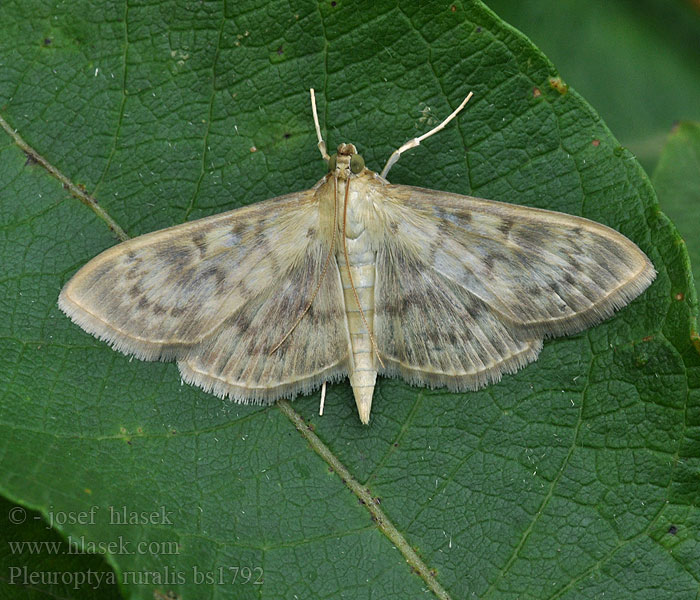 Pleuroptya ruralis Огневка крапивная большая Vijačka žihľavová