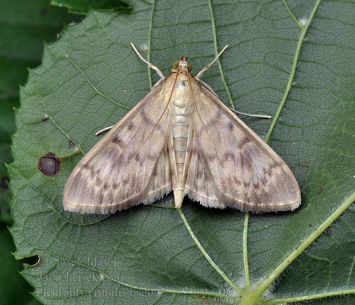 Pleuroptya ruralis Zavíječ kopřivový