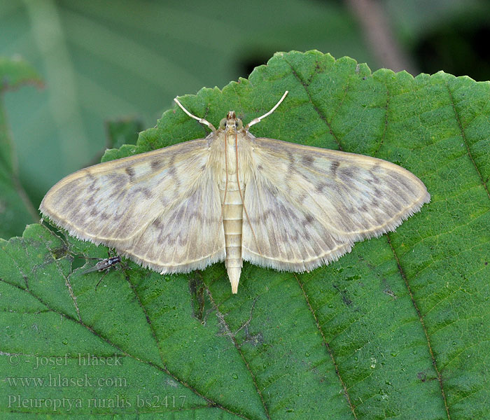 Pleuroptya ruralis Allmänt nässelmott nässelfly