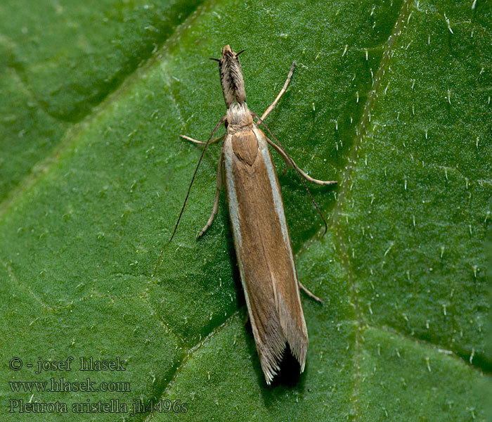 Pleurota aristella Zdobka klasová