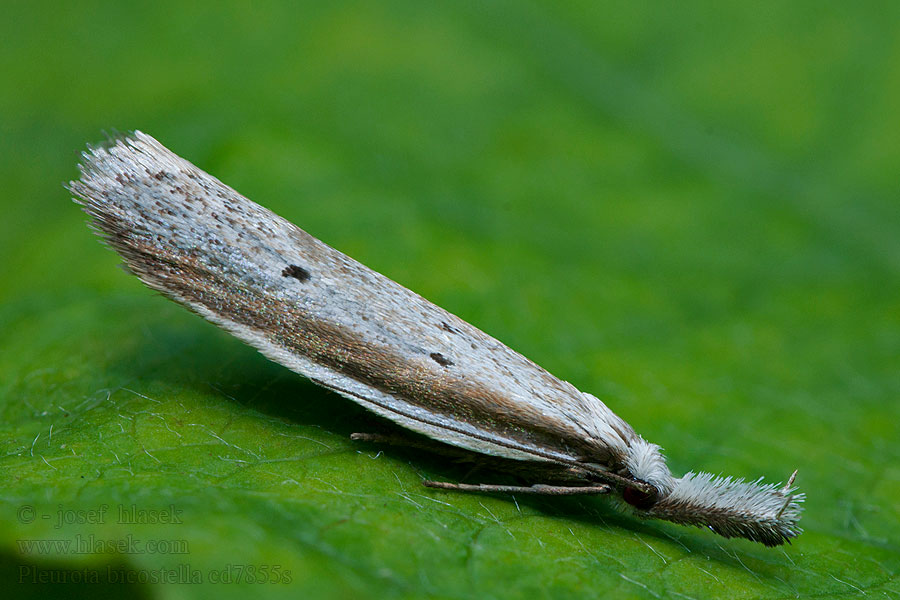 Pleurota bicostella Zdobka vresová Gemsmot