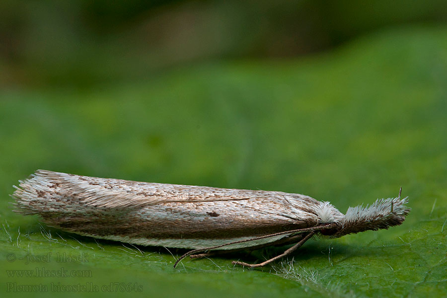 Pleurota bicostella Csarabos-csíkosmoly Kanervakärsäkoi