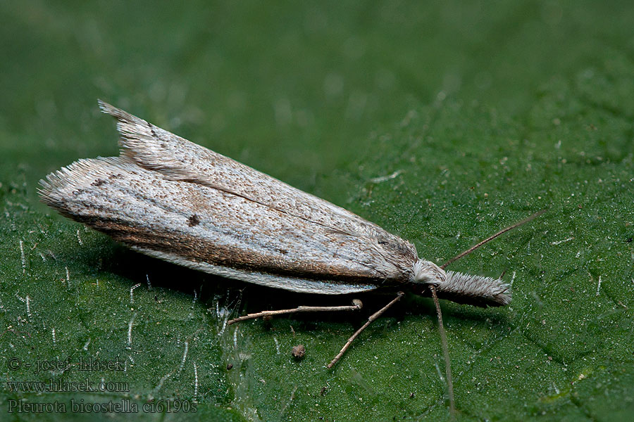 Zdobka vresová Gemsmot Pleurota bicostella