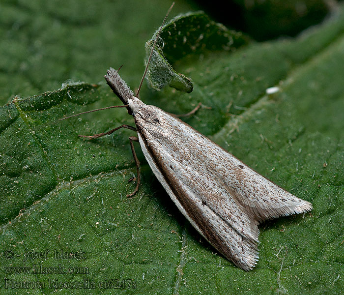 Gemsmot Pleurota bicostella