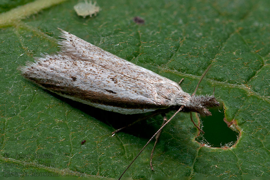 Kanervakärsäkoi Pleurota bicostella