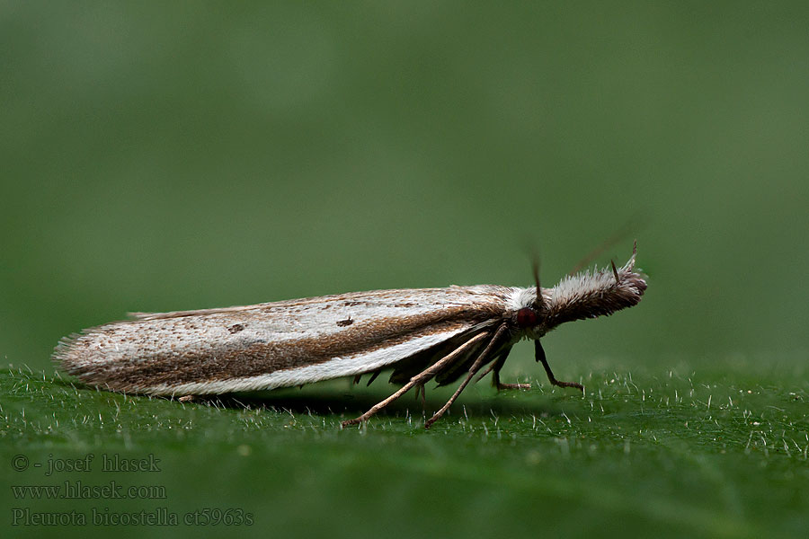 Pleurota bicostella