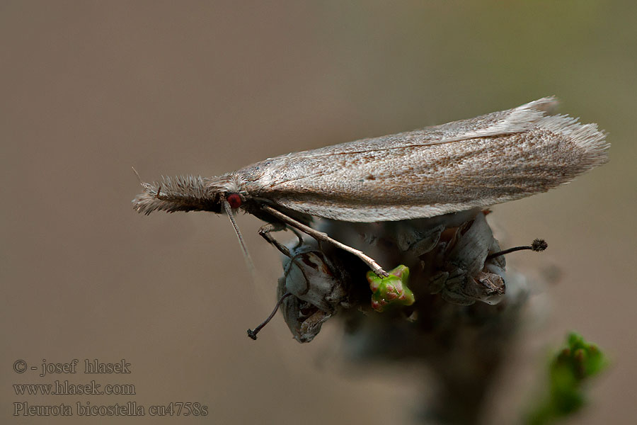 Pleurota bicostella