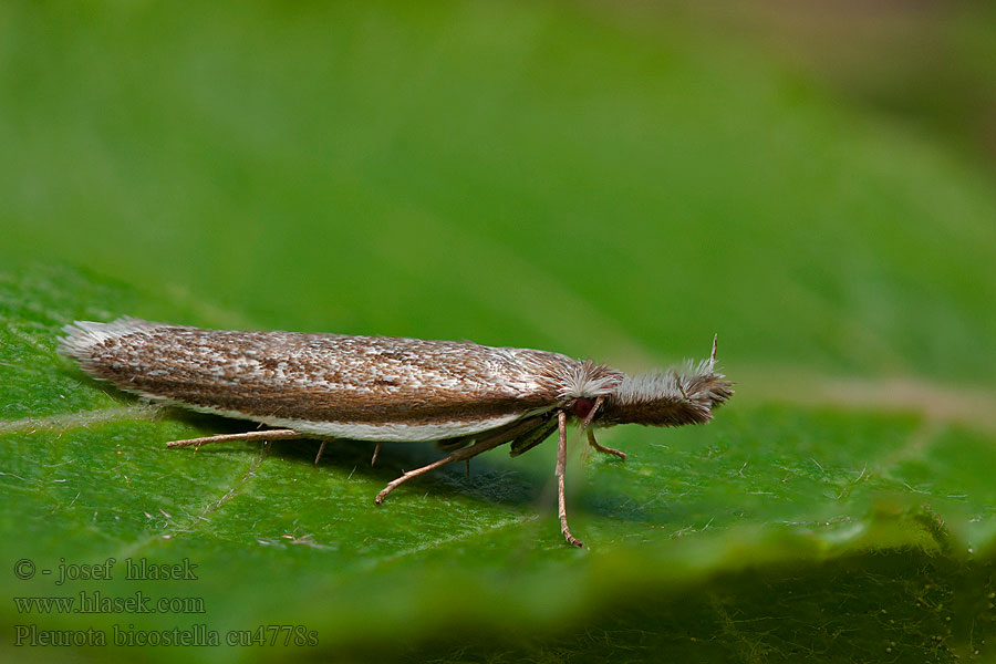 Pleurota bicostella