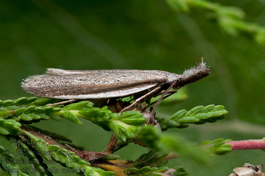 Pleurota bicostella