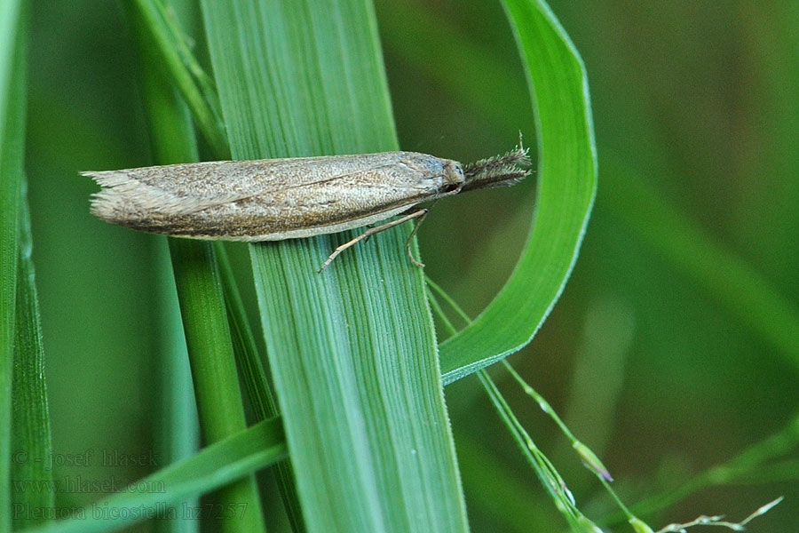 Pleurota bicostella Palpljungmal Lyngprydvinge