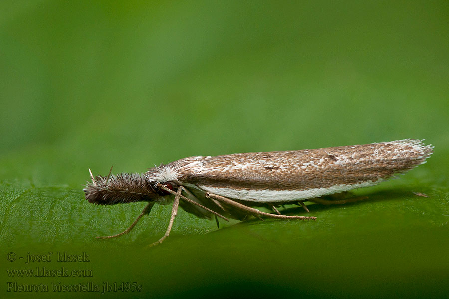 Pleurota bicostella