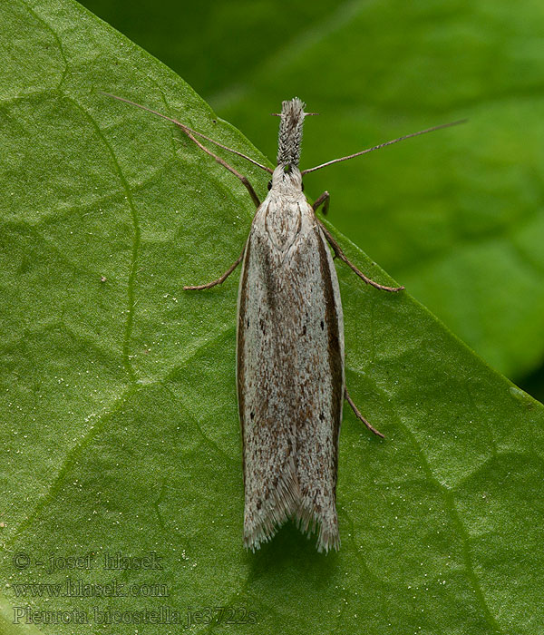 Pleurota bicostella