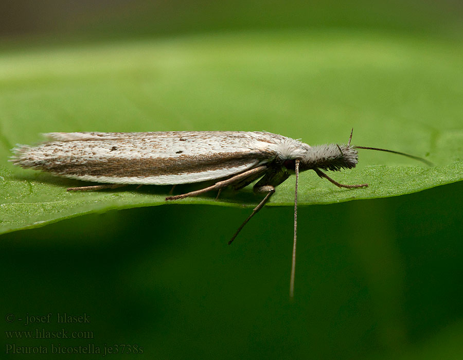 Pleurota bicostella