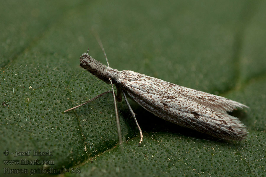 Pleurota gallicella