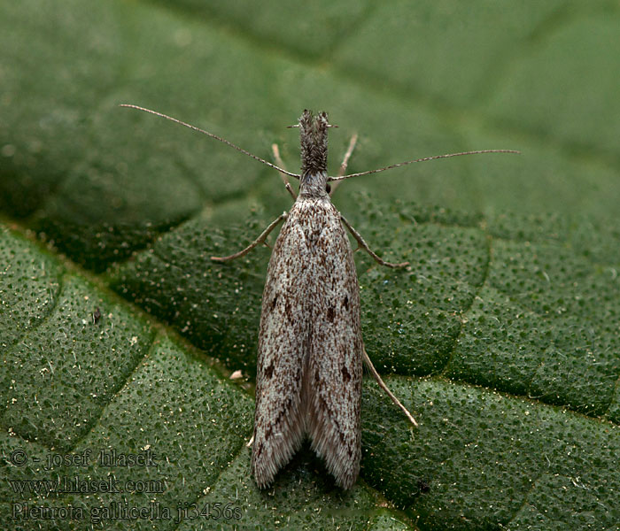 Pleurota gallicella