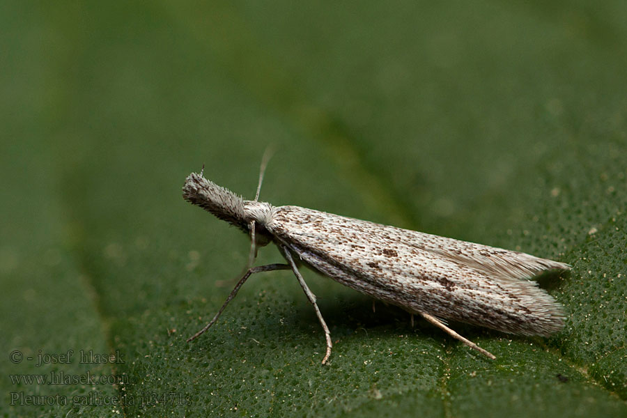 Pleurota gallicella