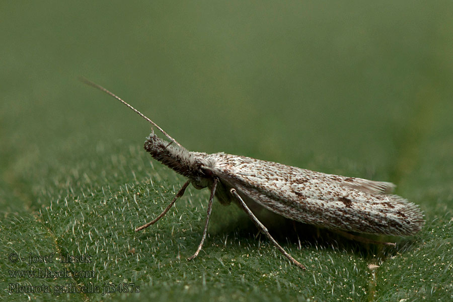 Pleurota gallicella