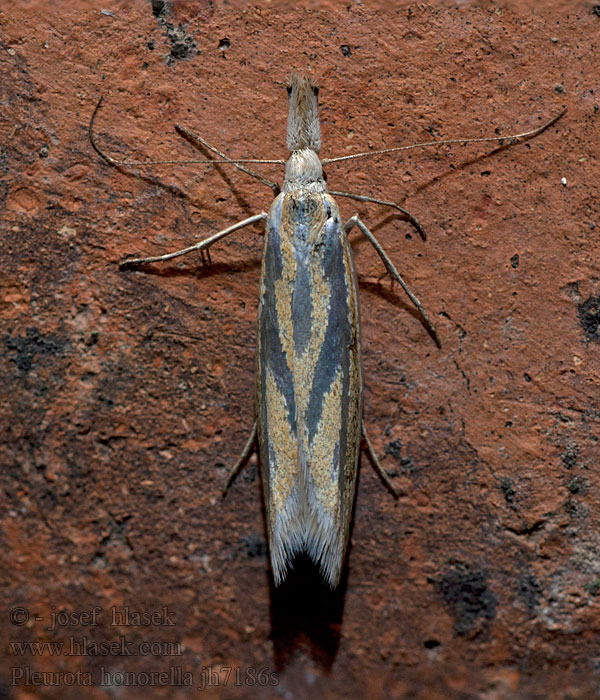 Pleurota honorella