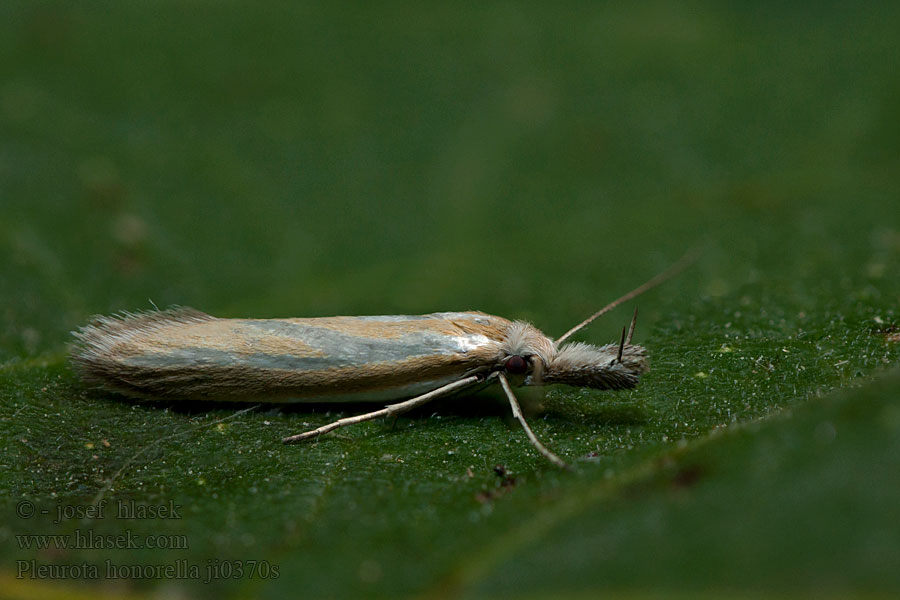 Pleurota honorella