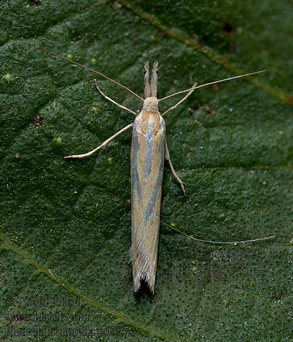 Pleurota honorella