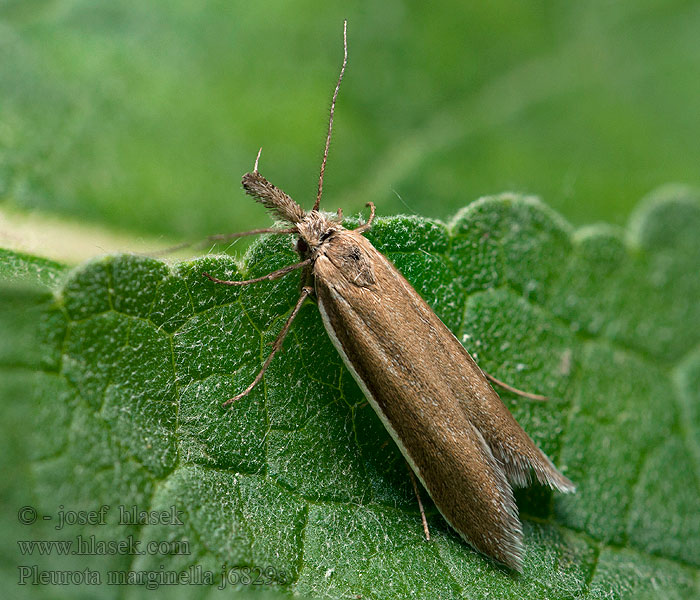 Pleurota marginella Zdobka trávová