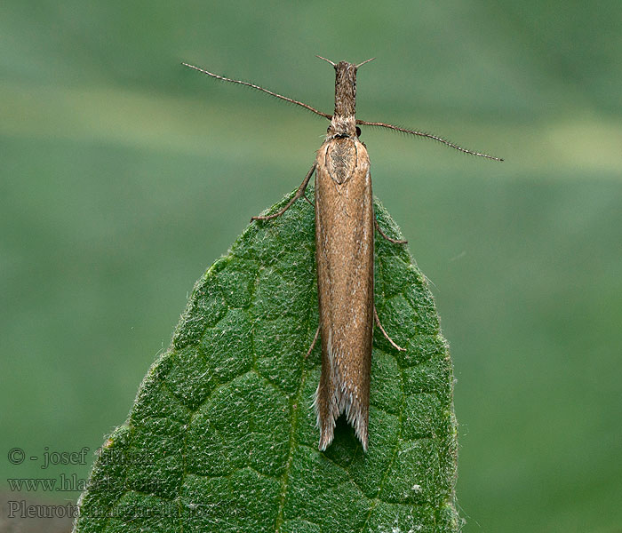 Pleurota marginella