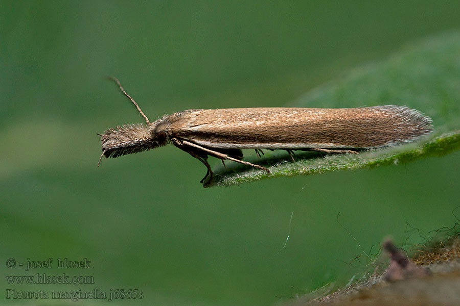 Pleurota marginella