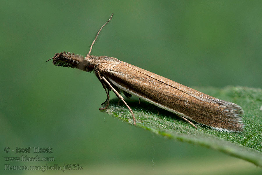 Pleurota marginella