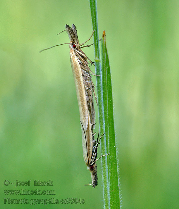 Pleurota pyropella