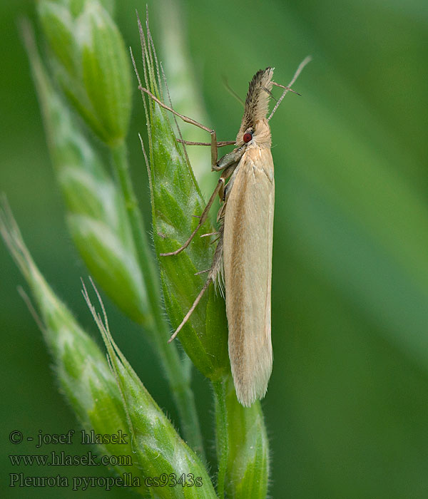 Pleurota pyropella